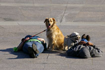 Dogs on Mount Royal